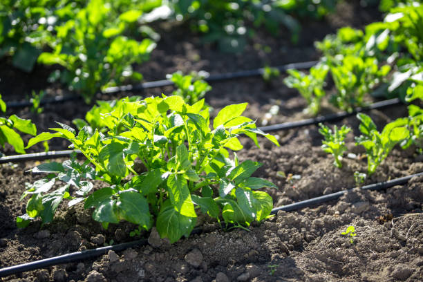 Drip Irrigation